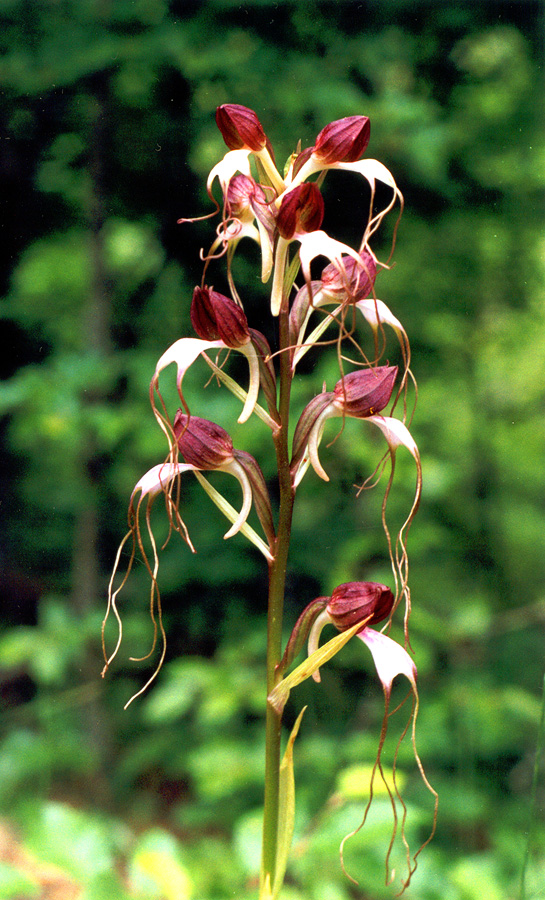 Image of Himantoglossum comperianum specimen.