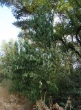 Persica vulgaris. Плодоносящее растение. Украина, г. Запорожье, о-в Хортица, средняя часть острова, возле дороги. 12.08.2016.