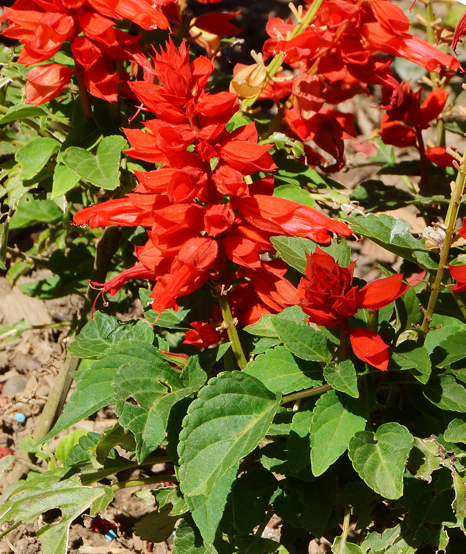 Image of Salvia splendens specimen.