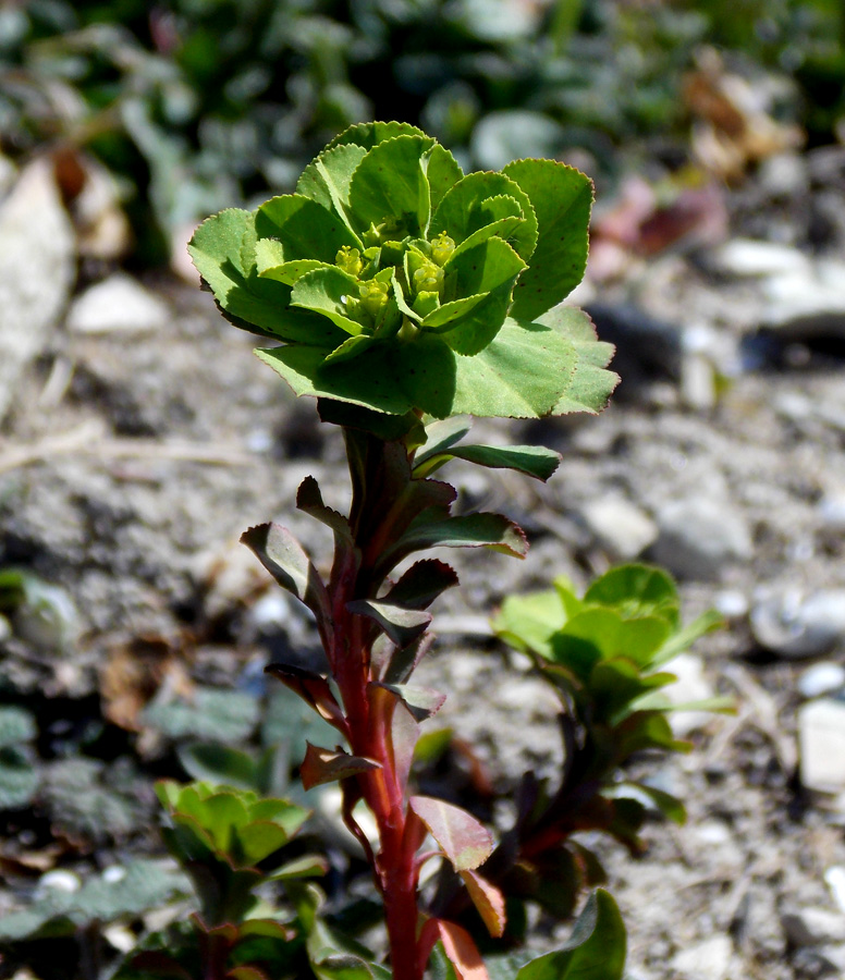 Изображение особи Euphorbia helioscopioides.