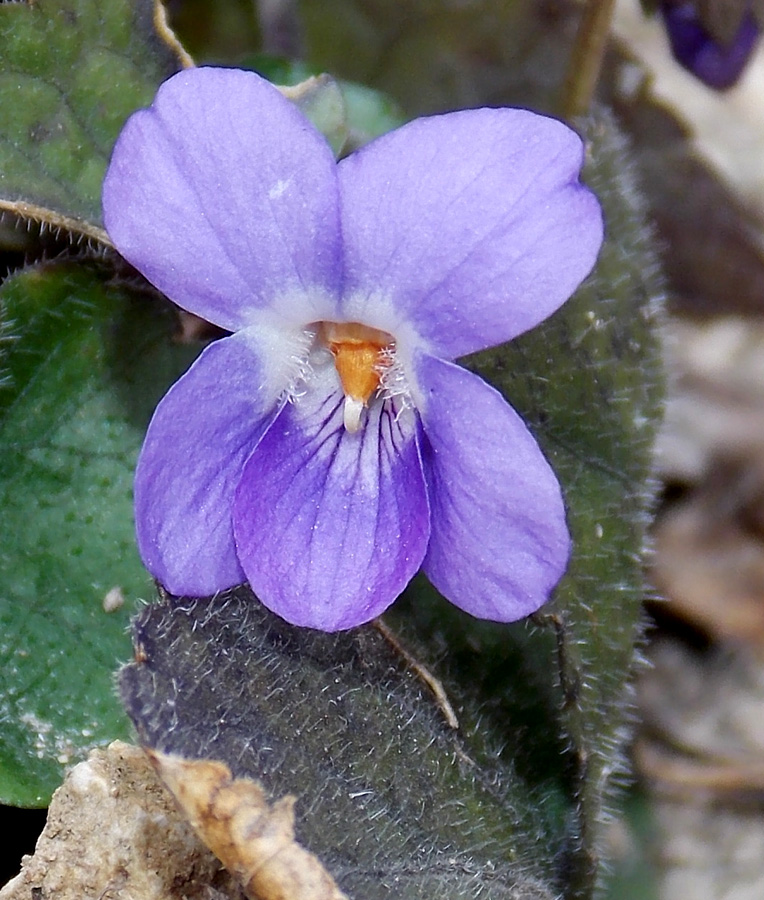 Изображение особи Viola dehnhardtii.