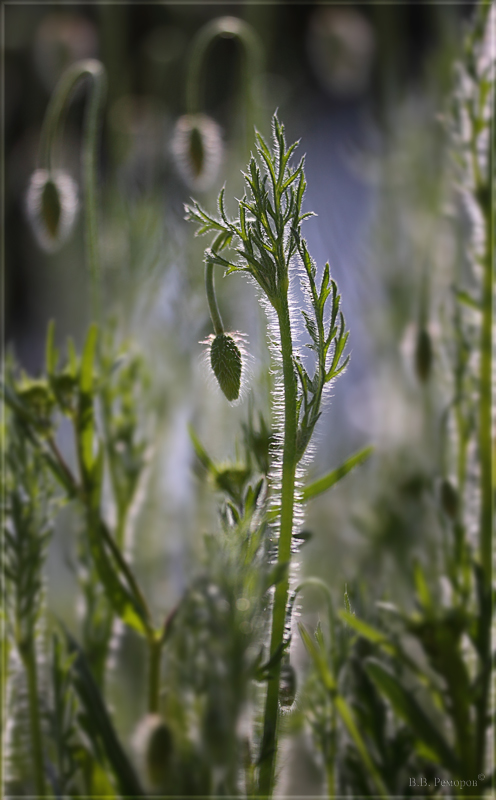 Image of Papaver stevenianum specimen.