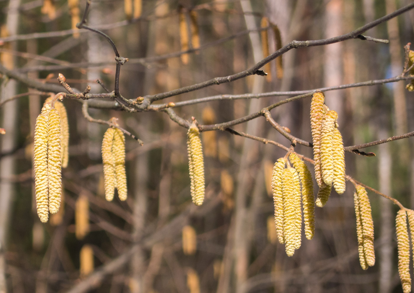 Image of Corylus avellana specimen.