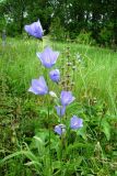 Campanula persicifolia. Верхушка цветущего растения. Пензенская обл., Лунинский р-н, окр. с. Ферлюдинка, левый берег р. Шукша, опушка сосново-широколиственного леса. 19 июня 2015 г.