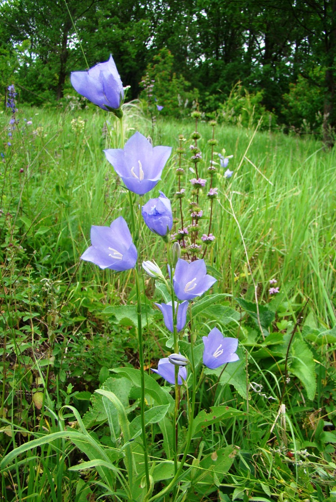 Image of Campanula persicifolia specimen.