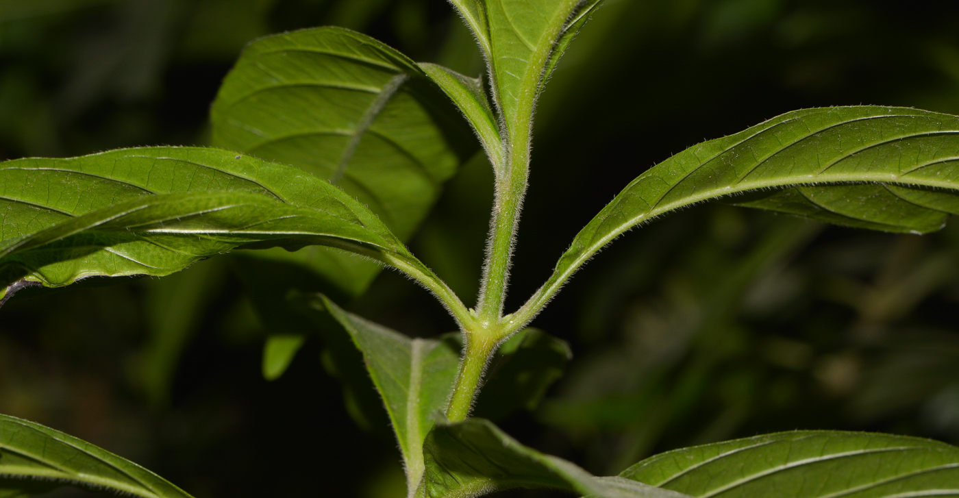 Image of Odontonema tubaeforme specimen.