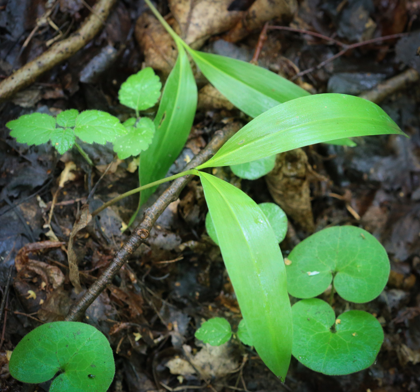 Изображение особи Convallaria majalis.