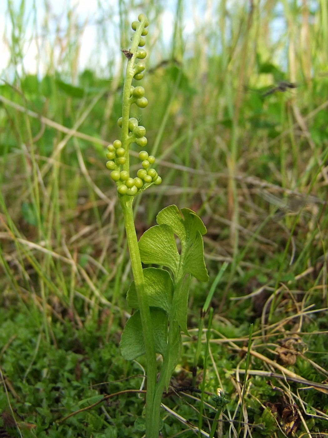 Изображение особи Botrychium lunaria.