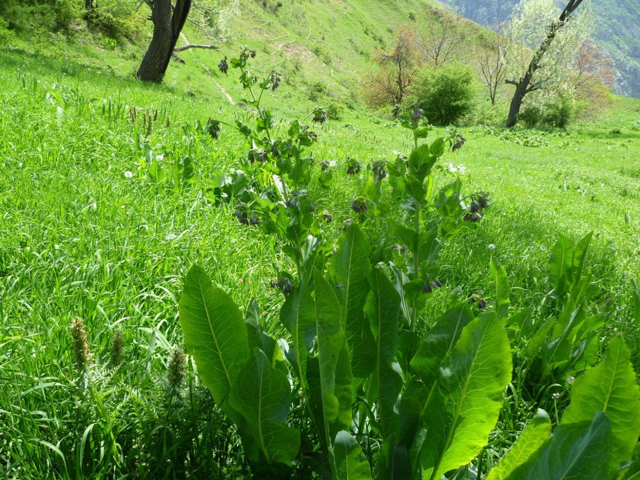 Изображение особи Trachelanthus hissaricus.