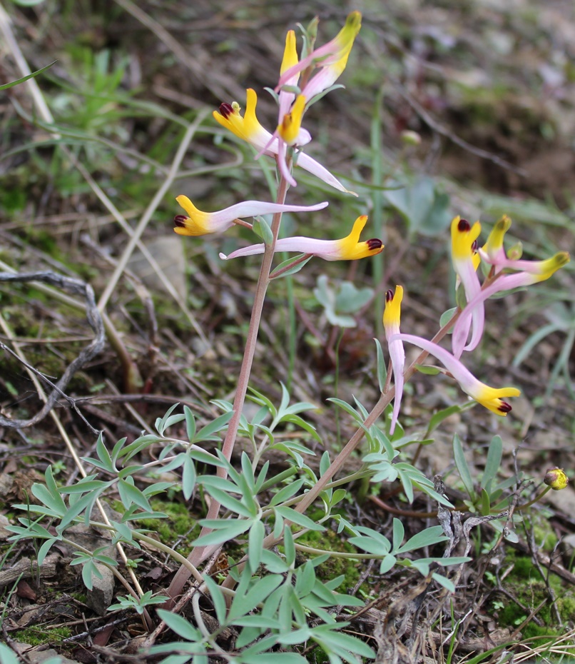 Image of Corydalis ainae specimen.