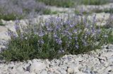 Veronica multifida