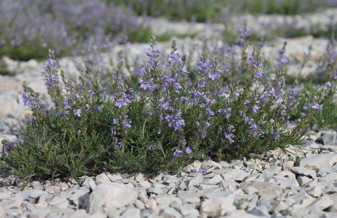 Изображение особи Veronica multifida.