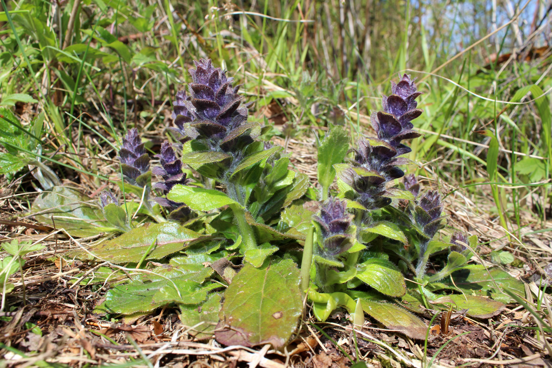 Image of Ajuga pyramidalis specimen.