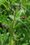 Cynoglossum germanicum. Верхушка цветущего растения. Горный Крым, Ангарский перевал, обочина дороги в буковом лесу. 25.05.2017.