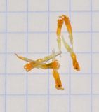 Tridax trilobata. Трубчатые цветки. Израиль, Шарон, г. Герцлия, клумба, в культуре. 27.05.2017.
