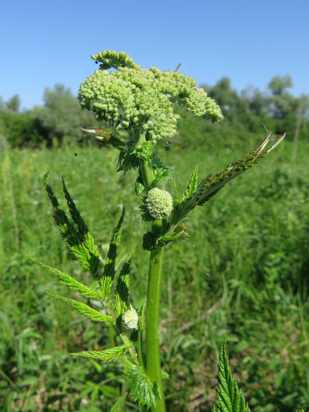 Изображение особи Filipendula ulmaria.