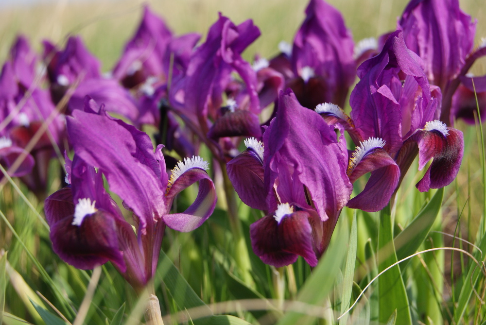 Image of Iris pumila specimen.