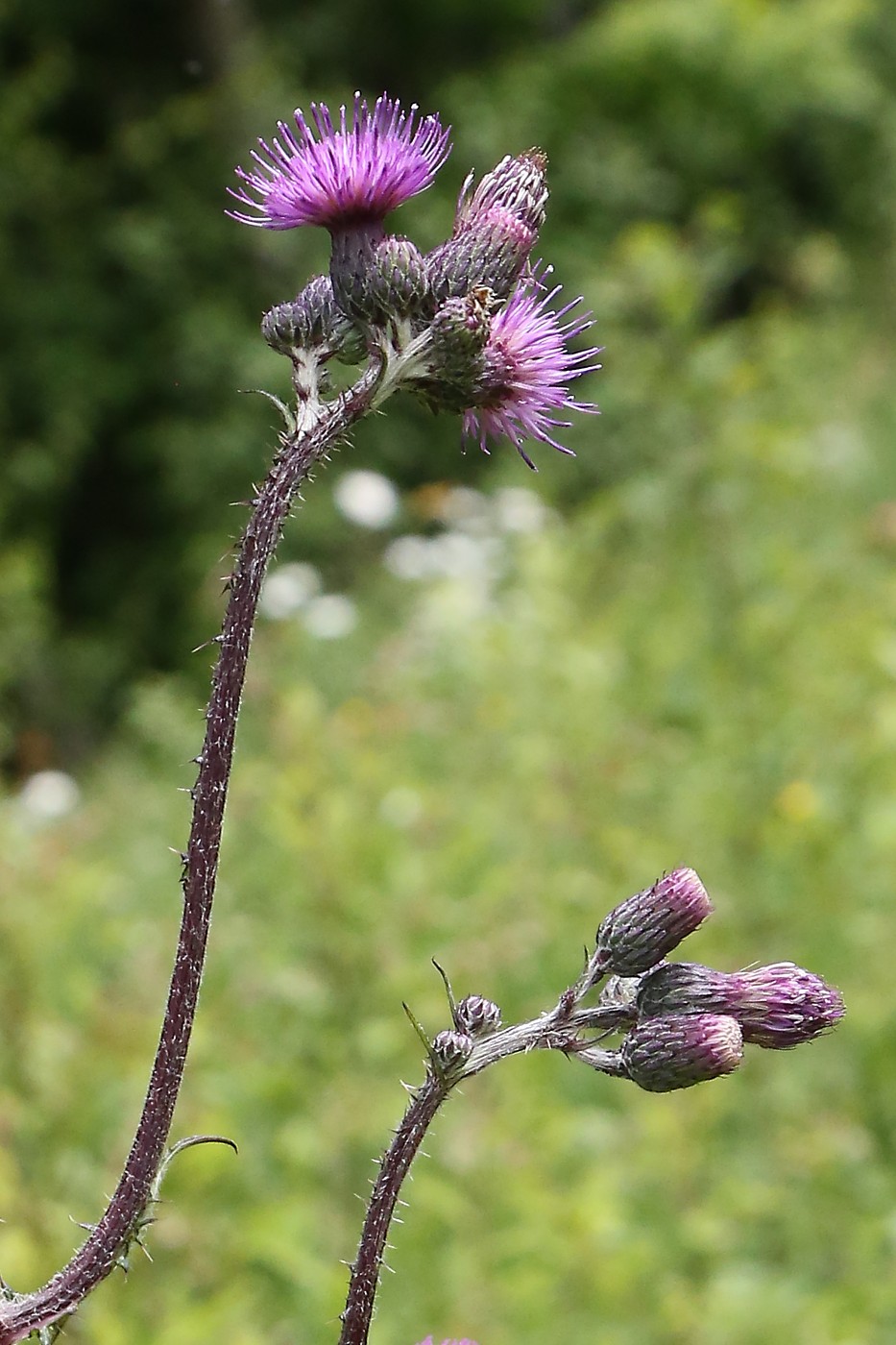 Изображение особи Cirsium palustre.