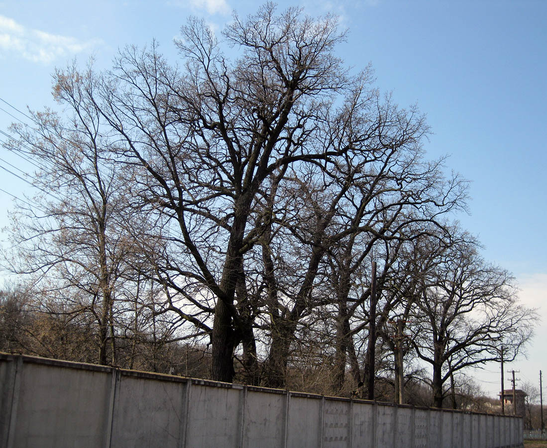 Image of Quercus robur specimen.