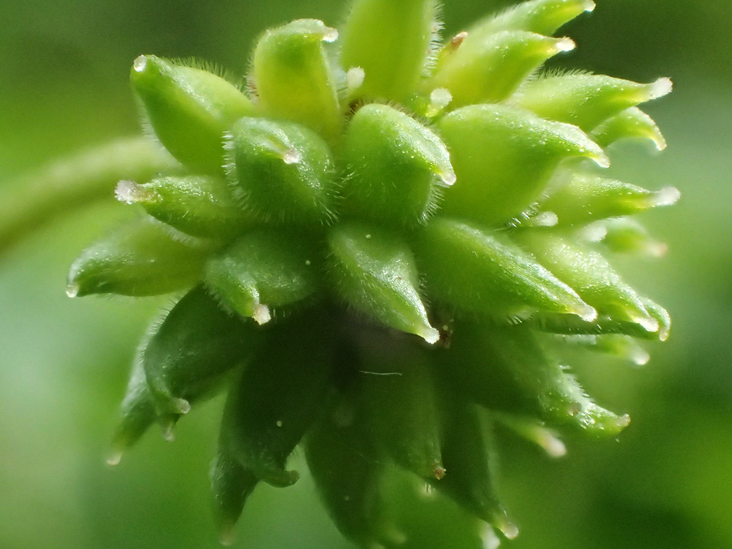 Image of Anemone nemorosa specimen.