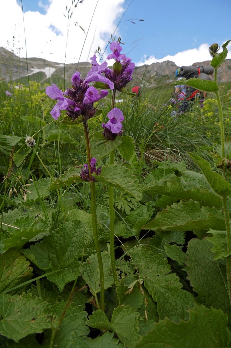 Изображение особи Betonica macrantha.