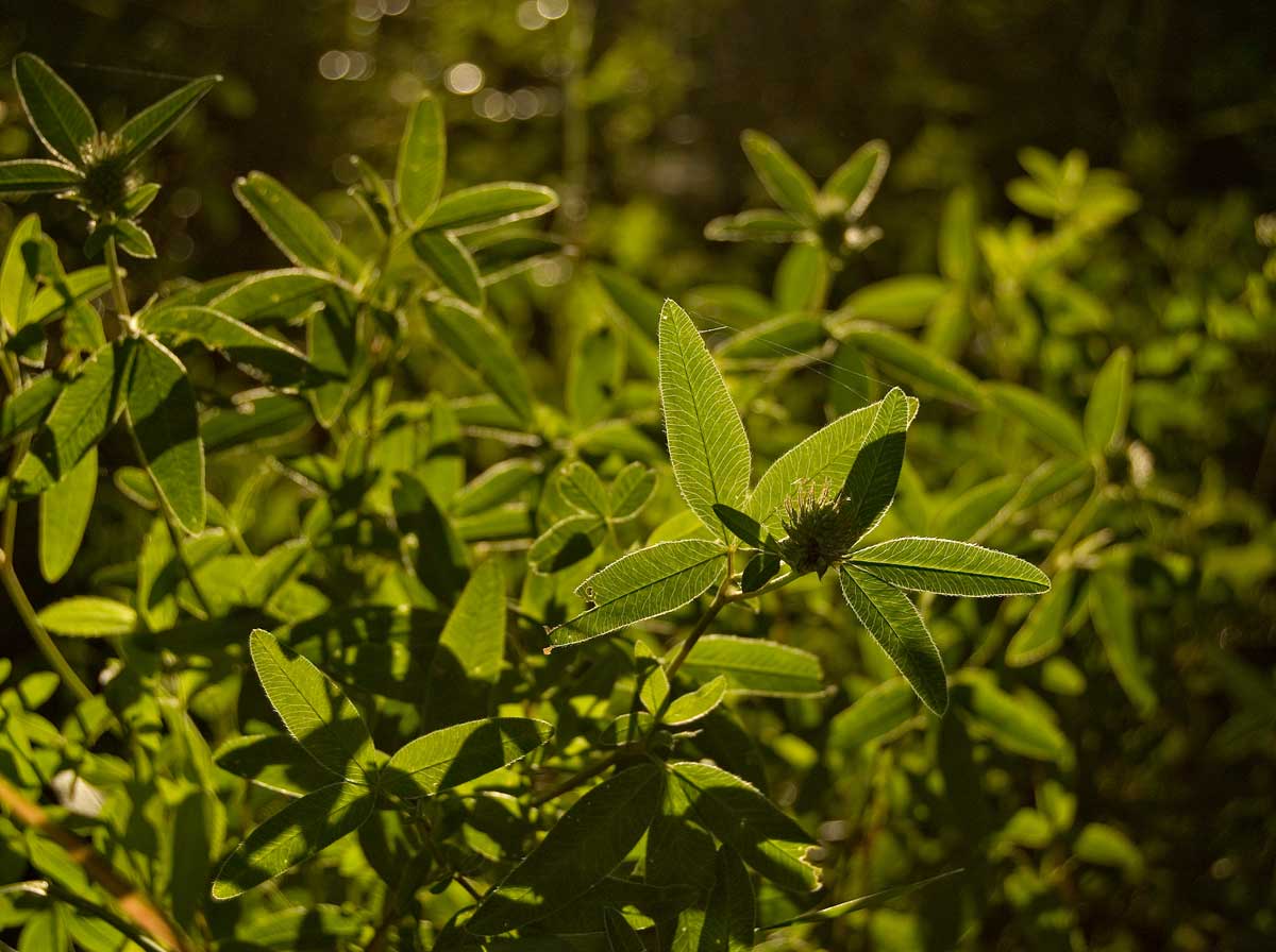Image of Trifolium medium specimen.