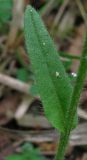 Myosotis lithospermifolia. Лист. Краснодарский край, м/о город-курорт Геленджик, окр. пос. Светлый, щель Церковная, дубовый лес на берегу водохранилища. 6 мая 2017 г.