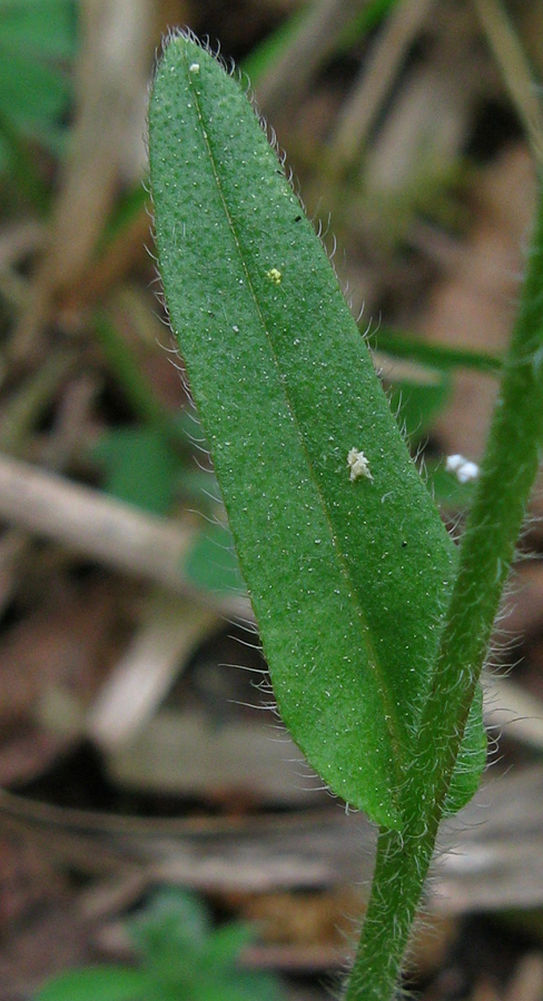 Image of Myosotis lithospermifolia specimen.