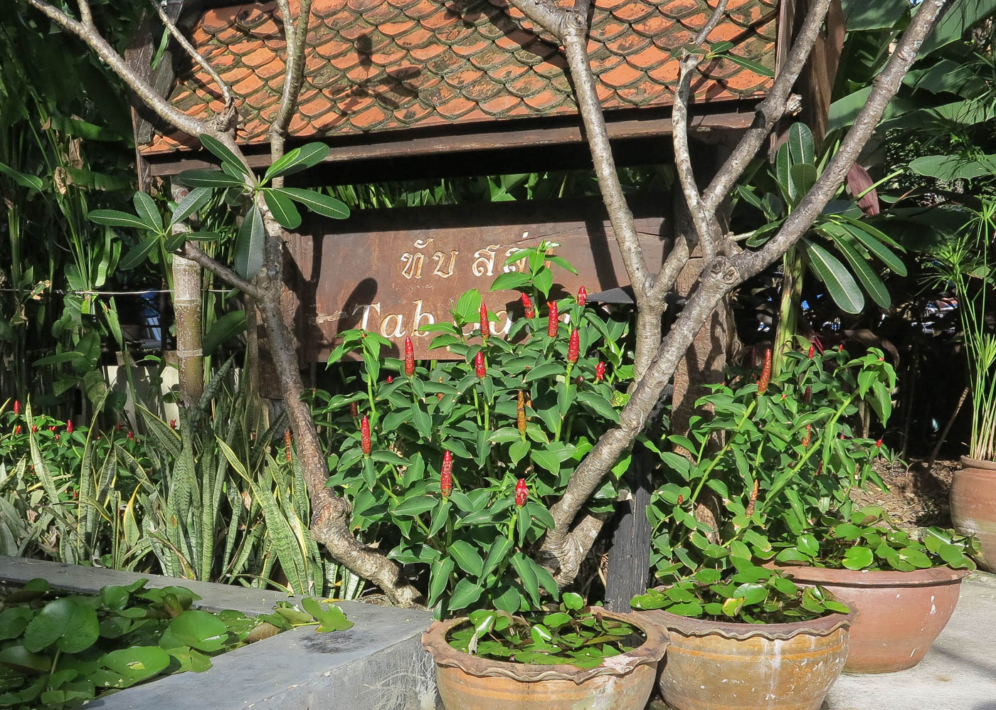 Image of Plumeria obtusa specimen.