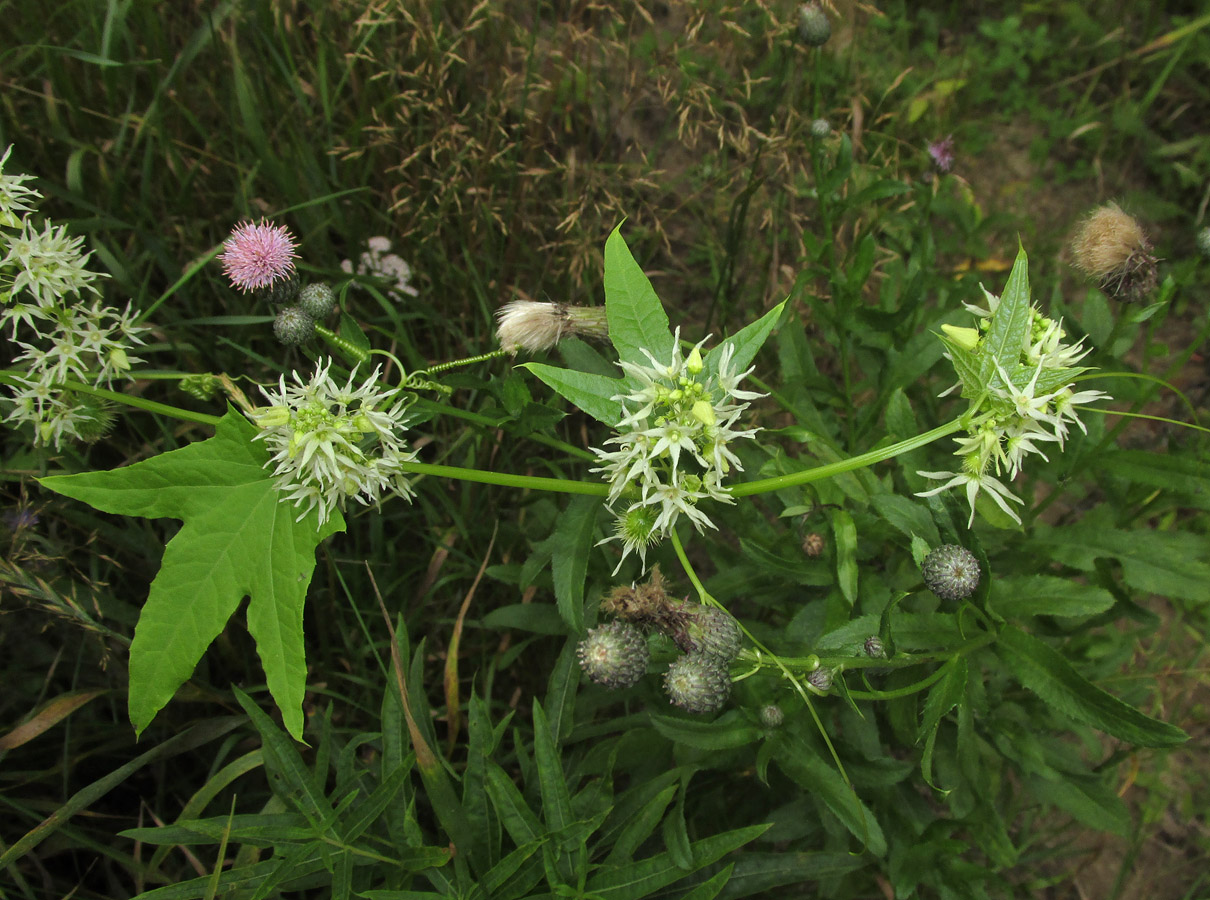 Изображение особи Echinocystis lobata.