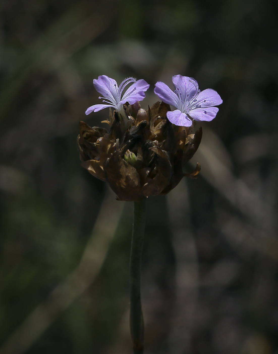 Изображение особи Petrorhagia prolifera.