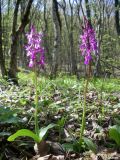 Orchis mascula