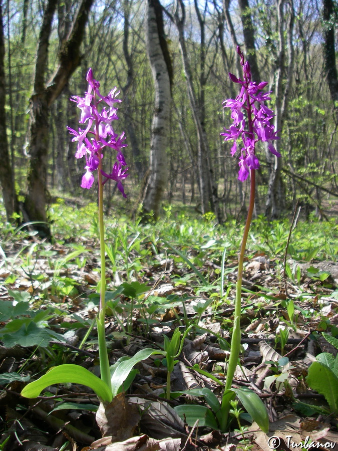 Изображение особи Orchis mascula.