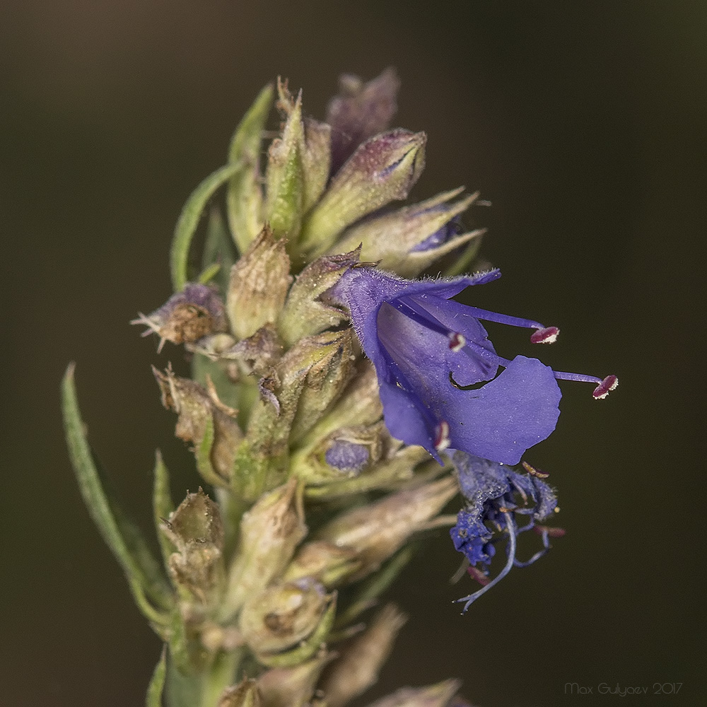 Изображение особи Hyssopus officinalis.