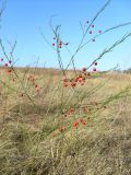 Asparagus officinalis. Плодоносящее растение. Ростовская обл., Октябрьский (сельский) р-н, окр. слободы Красюковская, Персиановская степь. 09.09.2017.