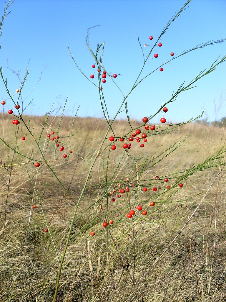 Image of Asparagus officinalis specimen.