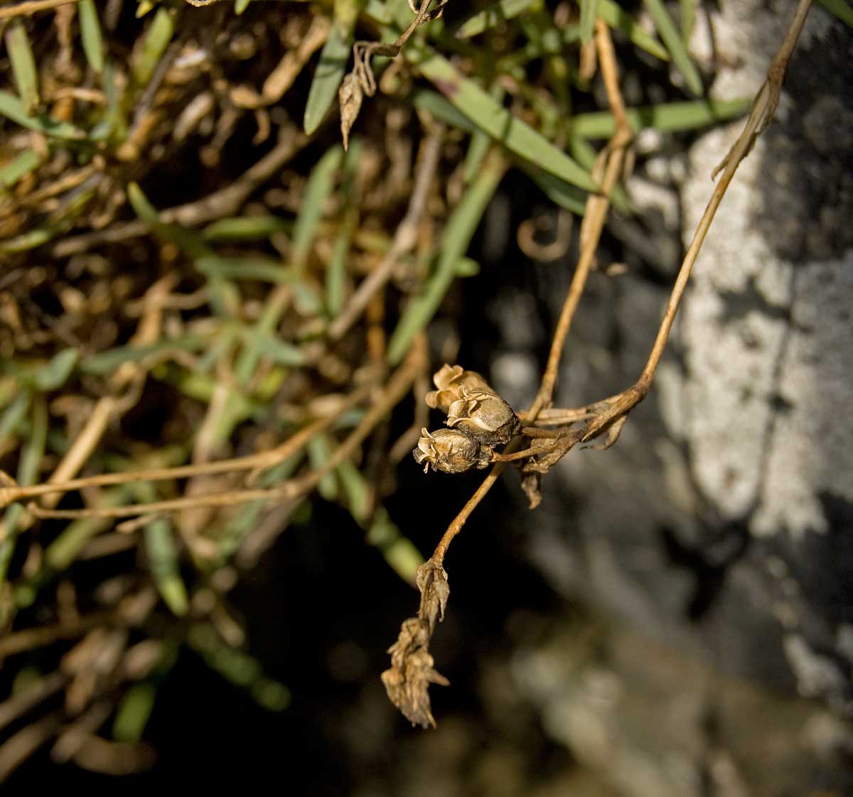 Image of Gypsophila uralensis specimen.