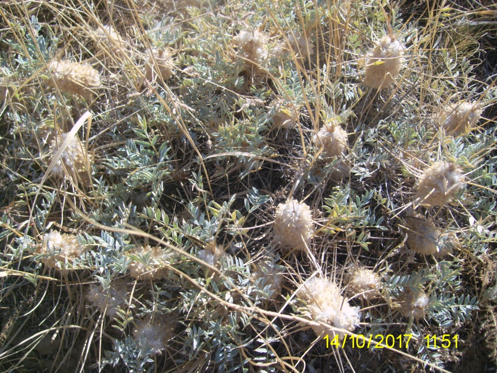 Image of Astragalus karjaginii specimen.