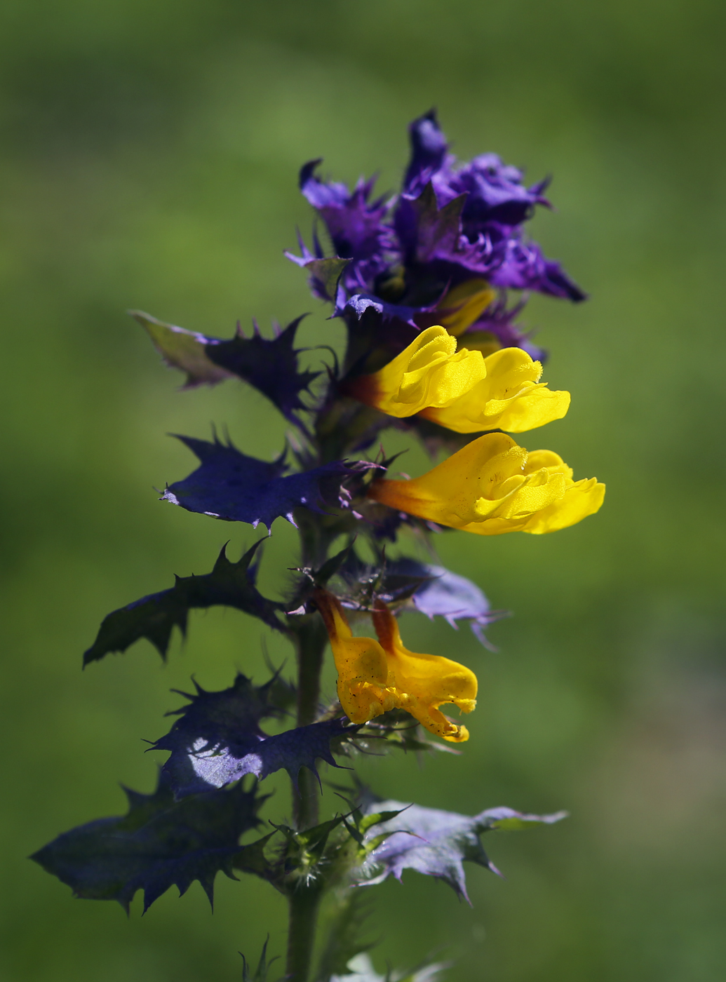 Image of Melampyrum nemorosum specimen.