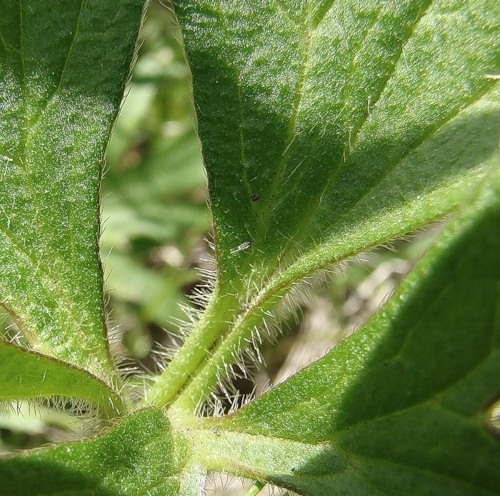 Image of Ranunculus polyanthemos specimen.