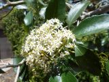 Pittosporum rhombifolium. Соцветие и листья. Австралия, г. Брисбен, ботанический сад. 12.11.2017.