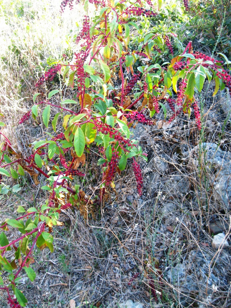 Image of Phytolacca americana specimen.