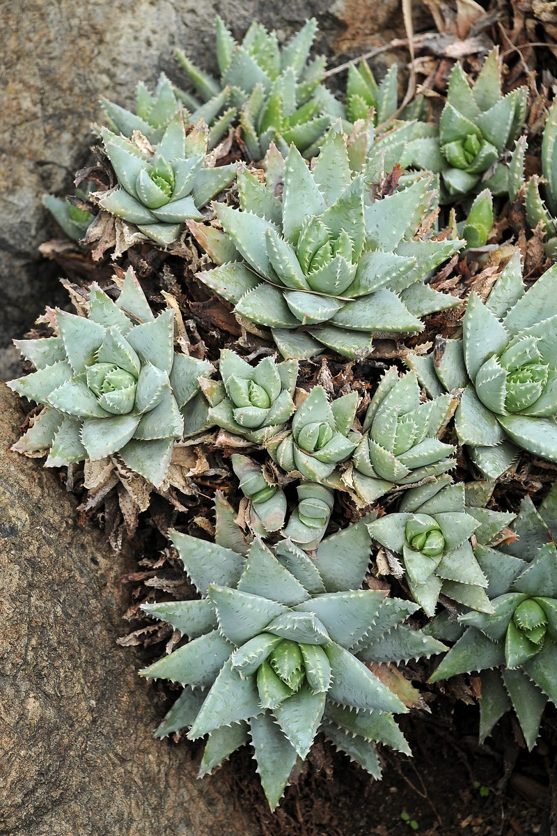 Изображение особи Aloe brevifolia.