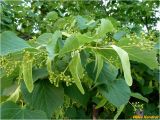 genus Tilia. Ветвь с листьями и распускающимися соцветиями. Украина, Николаевская обл., Николаевский горсовет, г. Николаев, Заводской р-н, парк \"Лески\". 02.06.2017.