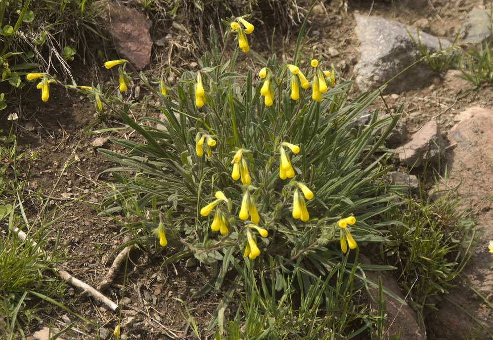 Изображение особи Onosma caucasica.