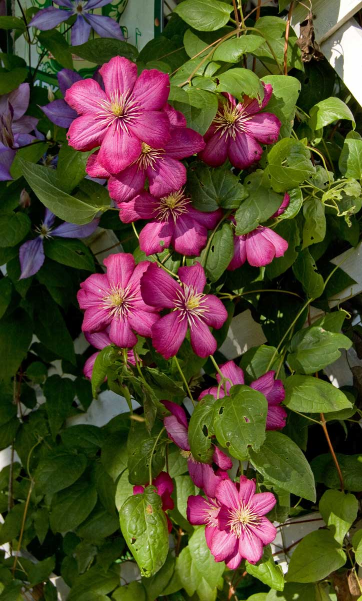 Image of Clematis &times; jackmanii specimen.