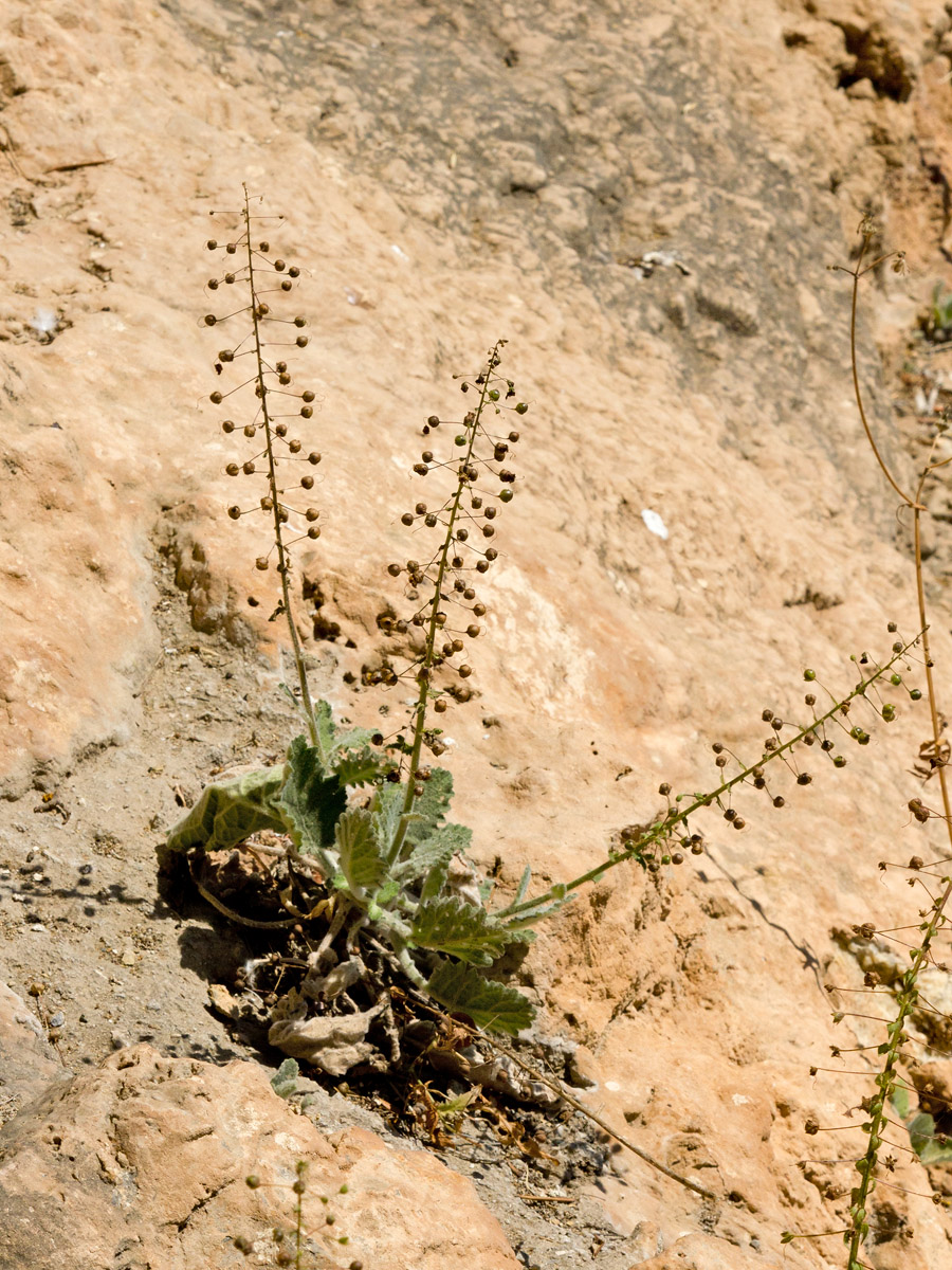 Изображение особи Verbascum arcturus.