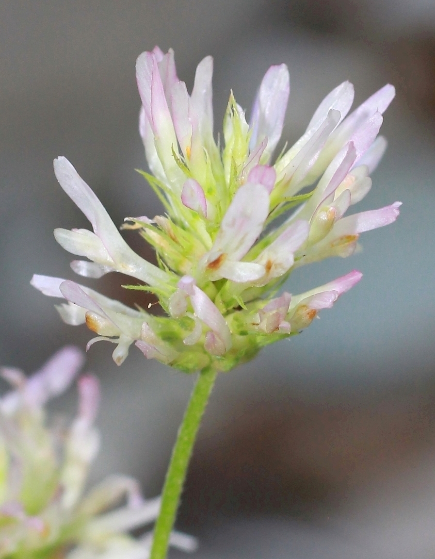 Image of Trifolium apertum specimen.