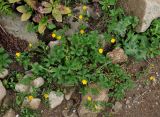 Potentilla ruprechtii