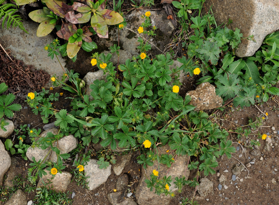 Image of Potentilla ruprechtii specimen.